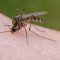 Κουνούπια: Πώς να προστατευθείτε