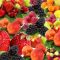 Φρούτα & Γλυκαιμικός δείκτης: Ποια είναι τα πιο κατάλληλα για όσους πάσχουν από Διαβήτη