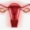 Ανώμαλη αιμορραγία μήτρας και φυσιολογικός τοκετός – Venusmed, το κορυφαίο γυναικολογικό ιατρείο