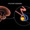 Αδένωμα υπόφυσης. Τι γνωρίζετε για την ύπαρξή του;
