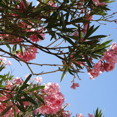 Τοξικότητα και κίνδυνοι από το φυτό πικροδάφνη (Nerium oleander)