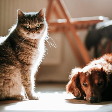 ΕΟΦ: Eκστρατεία για την ασφάλεια των κτηνιατρικών φαρμάκων